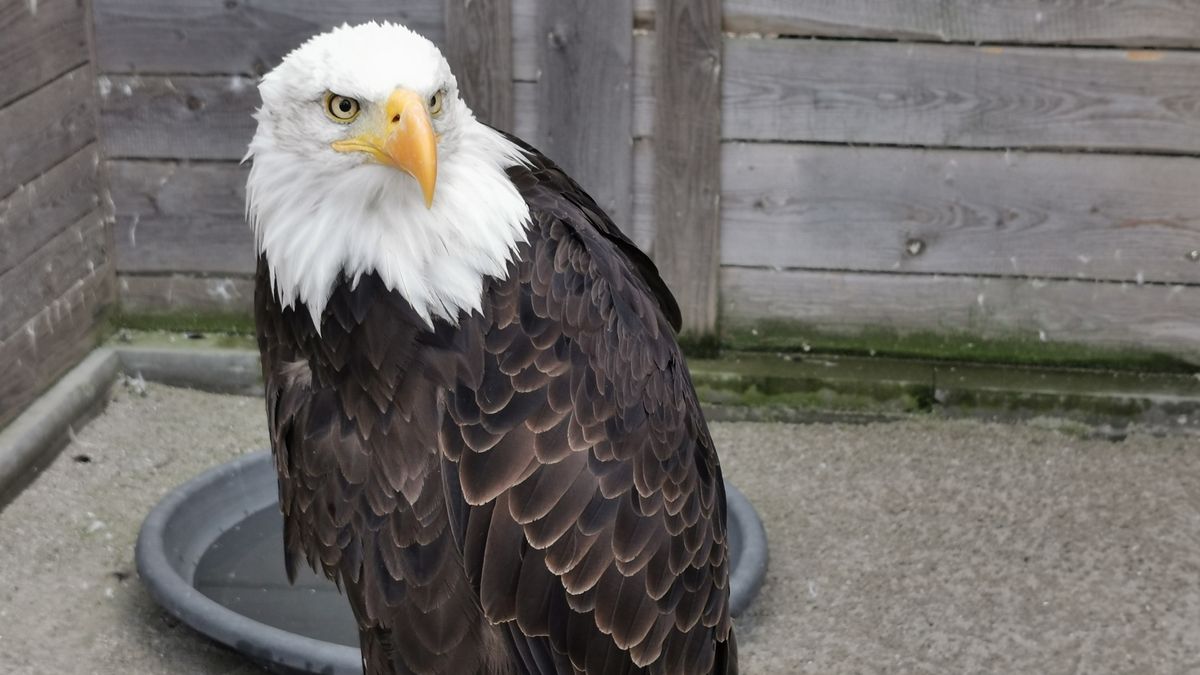 Američan se přiznal ke kupčení s orly bělohlavými. Měl jich zabít tisíce